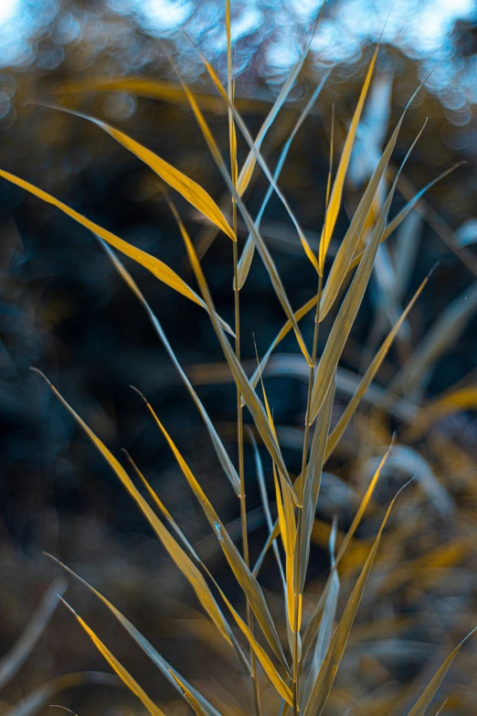 a plant with yellow flowers that have leaves