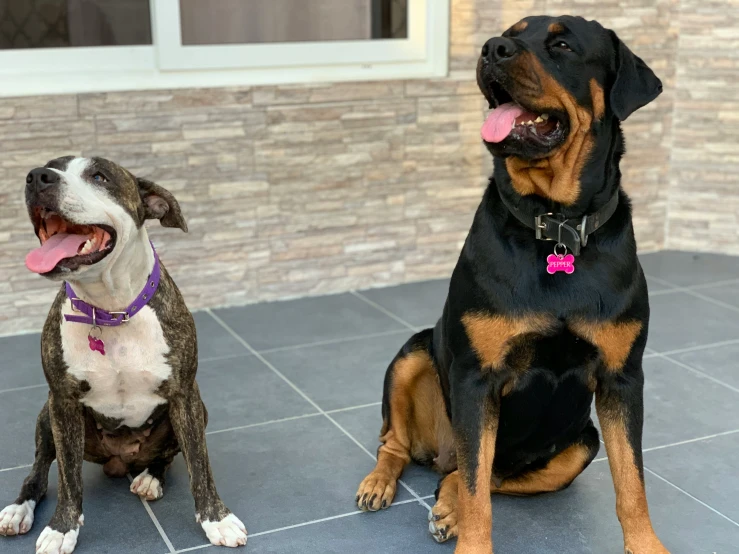 two black and tan dogs on a gray tile floor