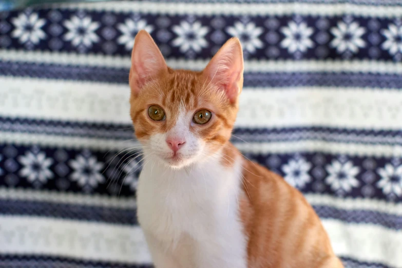 a yellow and white cat is sitting on a blanket