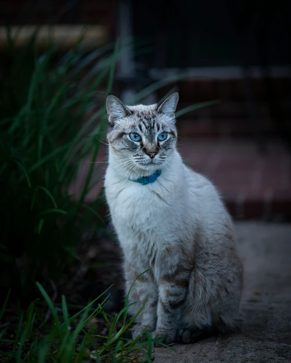 a cat sits on the sidewalk while staring off