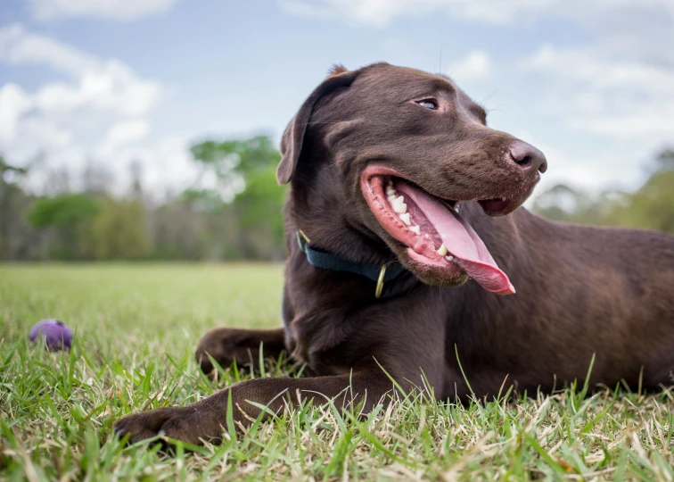 a dog laying in the grass with his tongue out