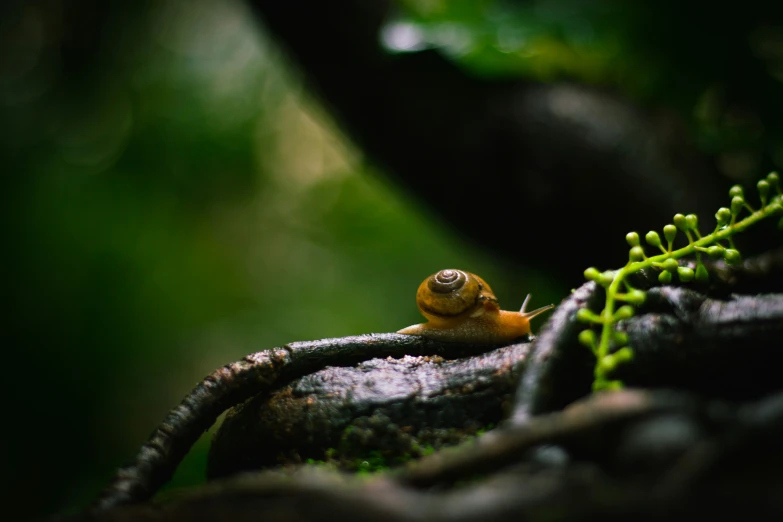 a snail is moving down a tree nch