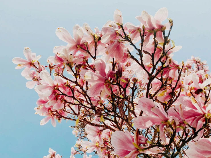 a tree that has lots of pink flowers