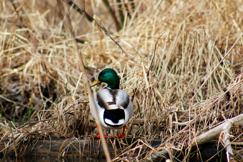 a duck standing in a patch of water next to some dried grass