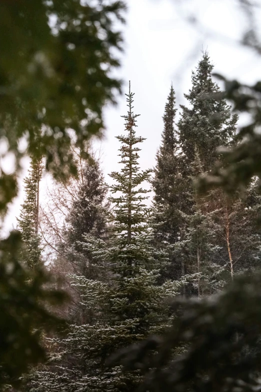the view from a distance in front of a forest of pine trees