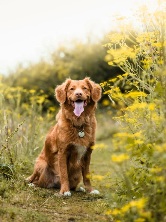 a dog is sitting on the grass in front of flowers