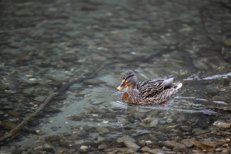 a duck with an orange beak swimming on water