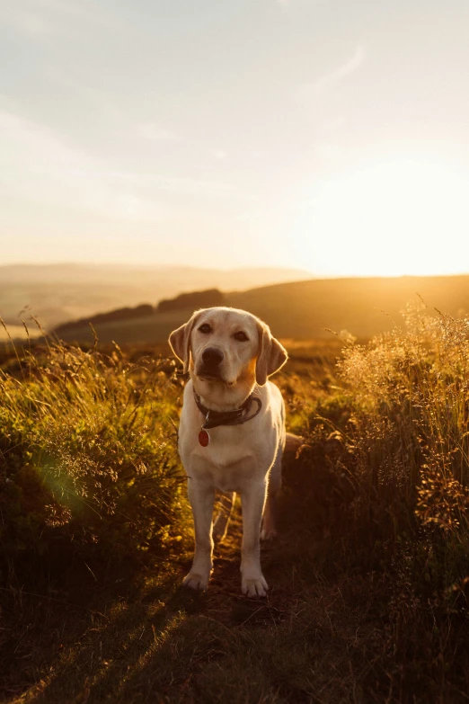 a dog standing in a field while the sun sets