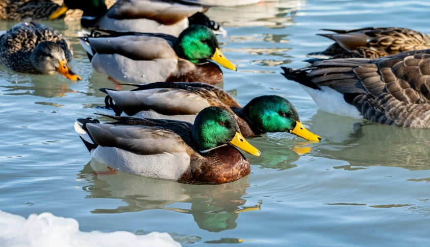 several different ducks are swimming on the water