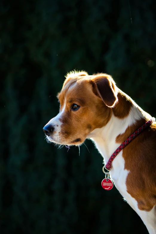 the dog is looking to his right in the sunlight