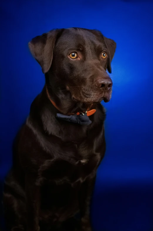 a black dog sitting down on top of a floor