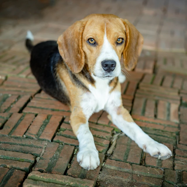 a large brown dog laying on top of a brick floor