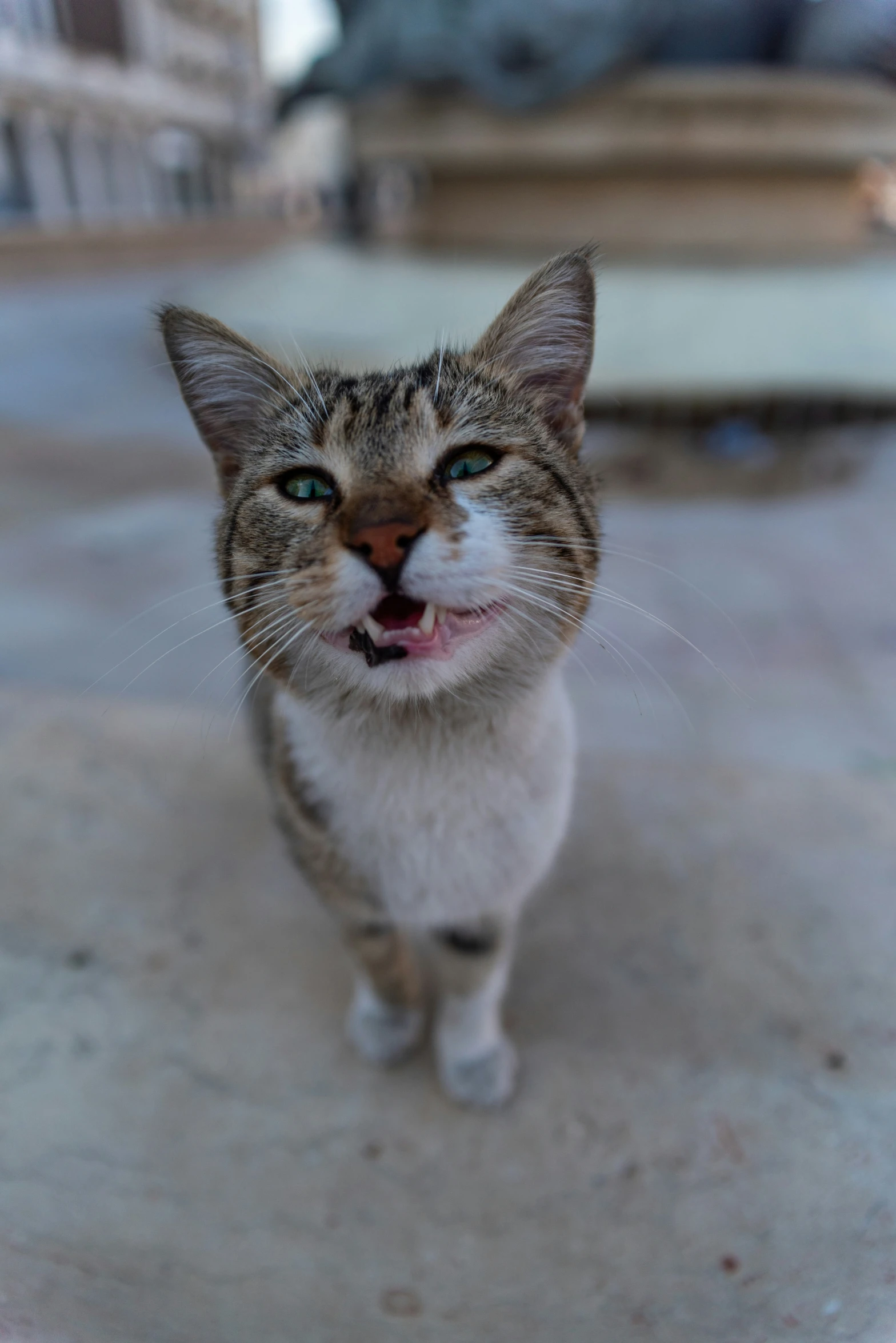 an adult cat with an open mouth and teeth