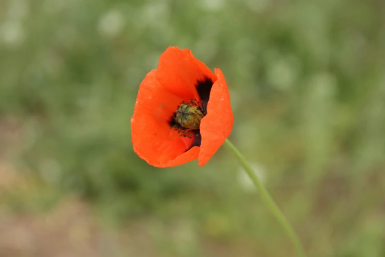 a red poppy with a little bug on the center