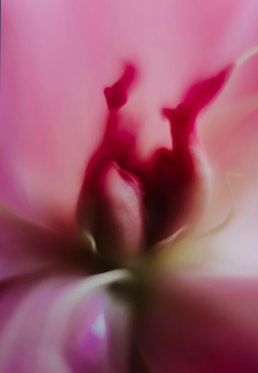 the center of a large flower in pink