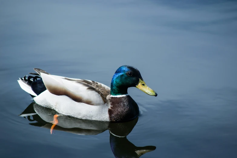 a duck is floating in the lake while a third duck watches