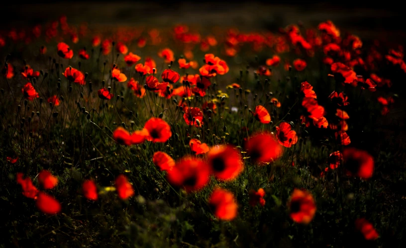 a large field full of red flowers at night