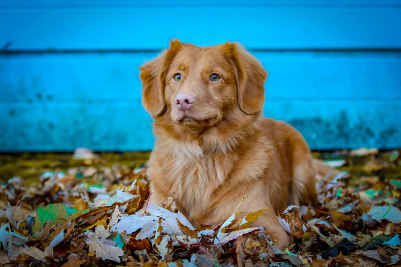 a small dog is sitting on the leaves in the grass