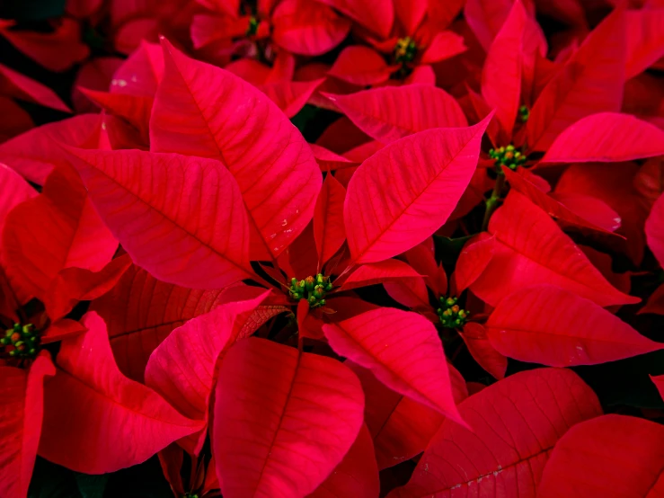 this close up image is looking like poinsettias