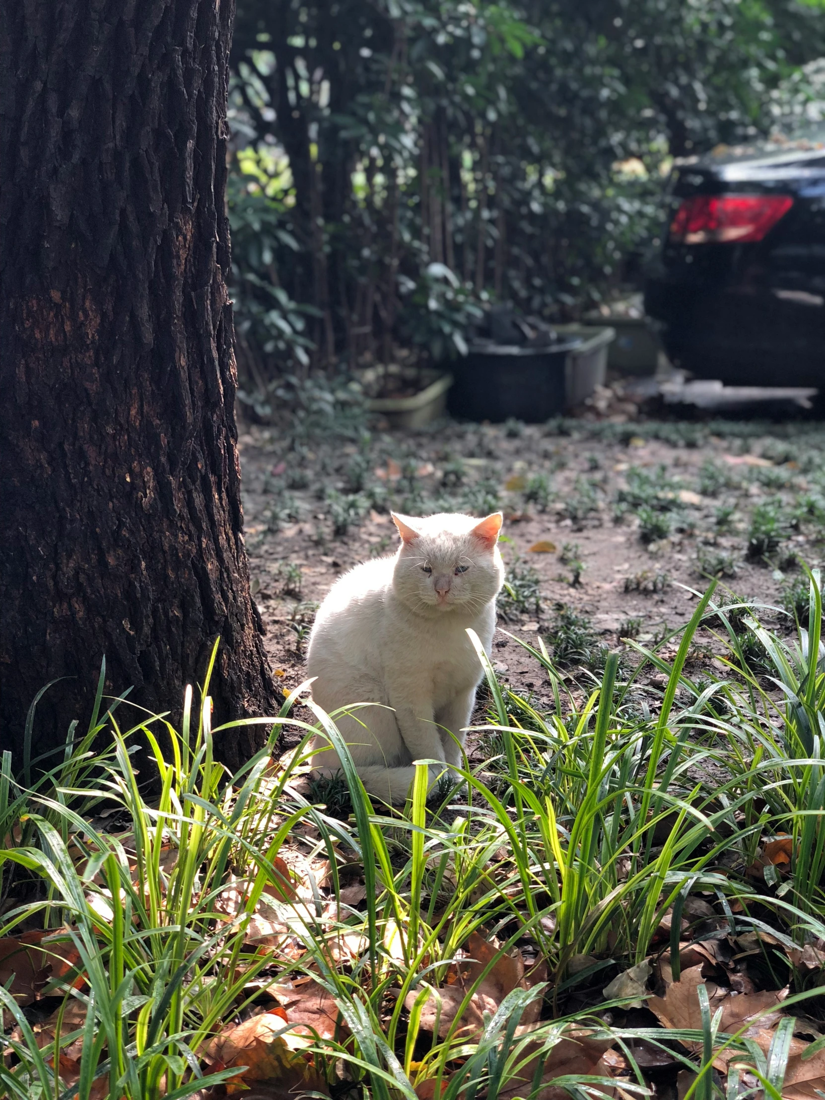 the white cat is staring at a black car