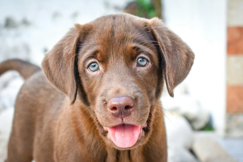a brown puppy with blue eyes stares straight at the camera