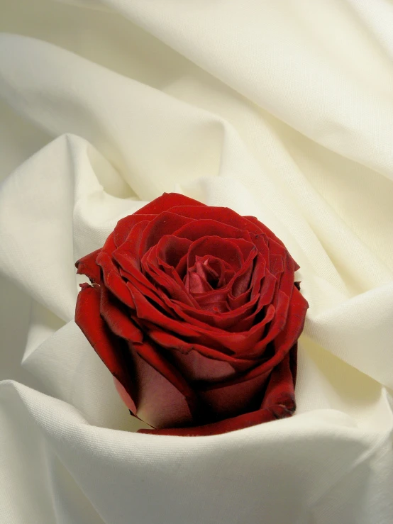 a red rose in between some white fabric