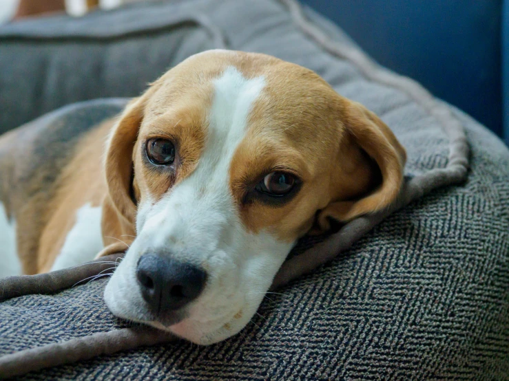 a beagle dog lays on a pillow looking at the camera