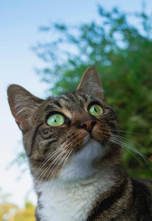 a striped cat with big green eyes is looking up