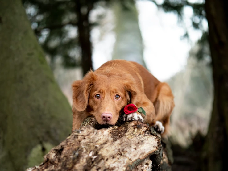 a brown dog holding onto a tree limb and flowers in its mouth