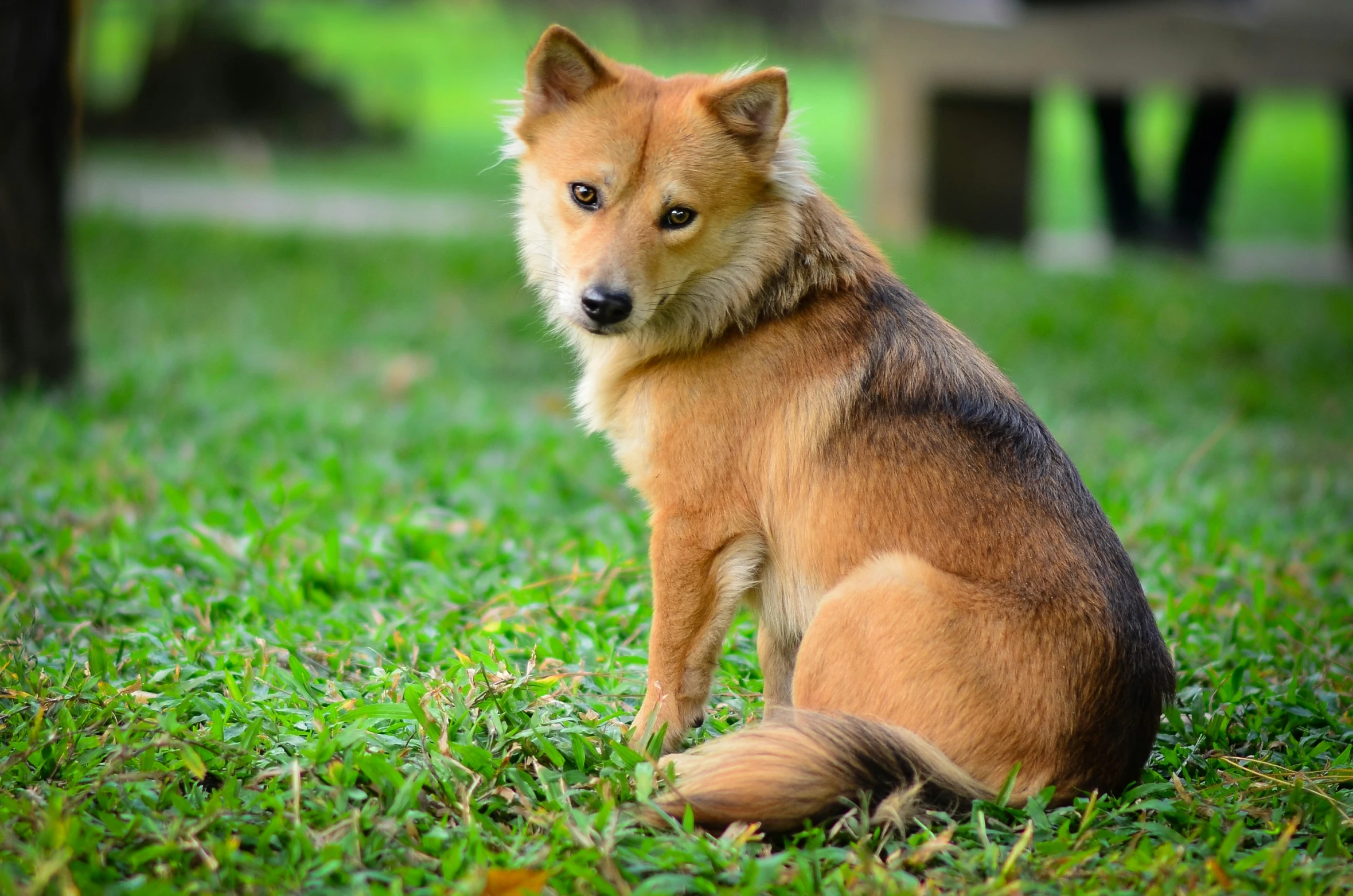 a little brown dog sitting in the grass