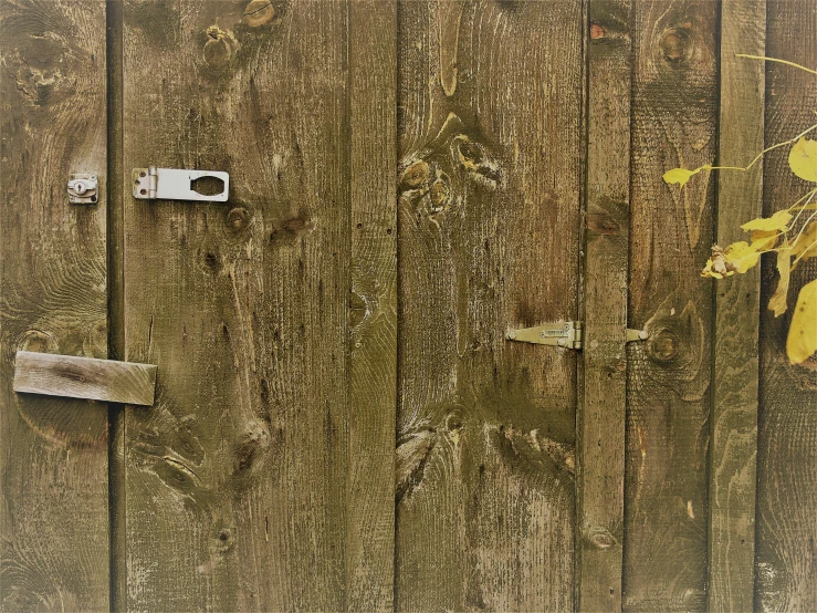 an old weathered wooden wall has peeling wood, and a rusty door handle