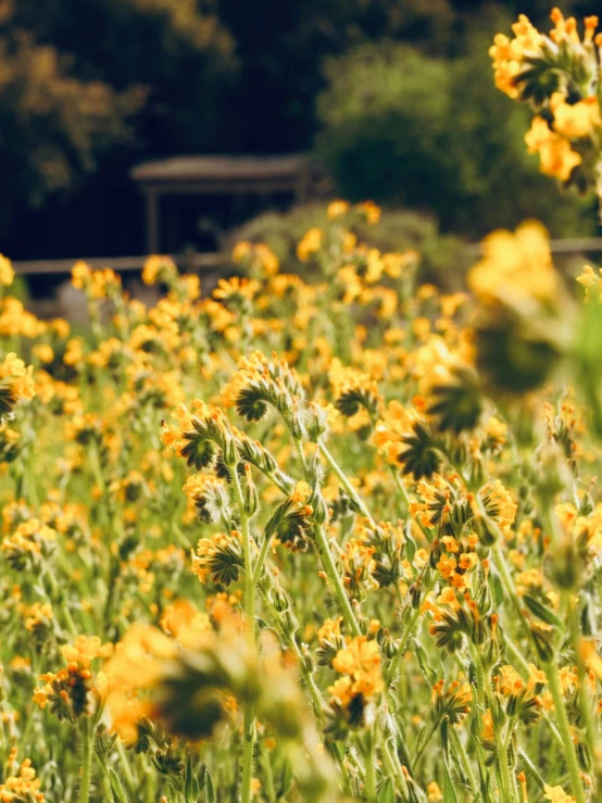 yellow wild flowers blooming in a field with trees in the background