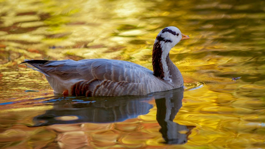 a bird is floating in the lake on some water