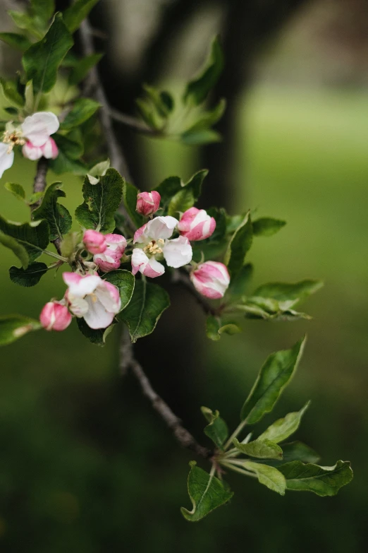 a flowering nch with pink flowers is shown in the blurry po