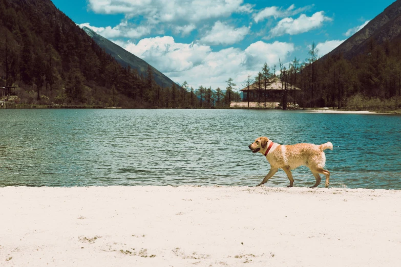 a dog on a beach with mountains in the background