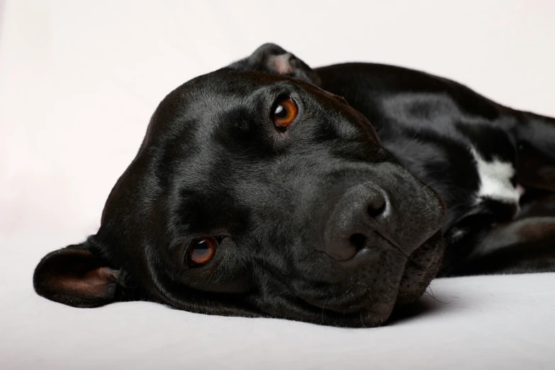 a black dog is laying down and very cute