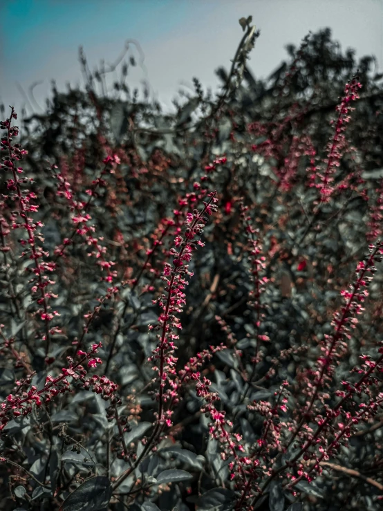 a red berry bush in full flower in the middle of a blue sky