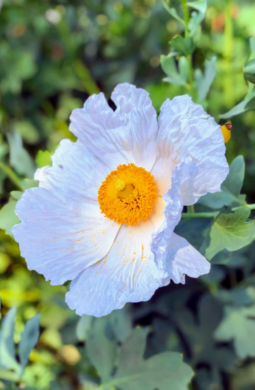 close up of a white and yellow flower with leaves in the background