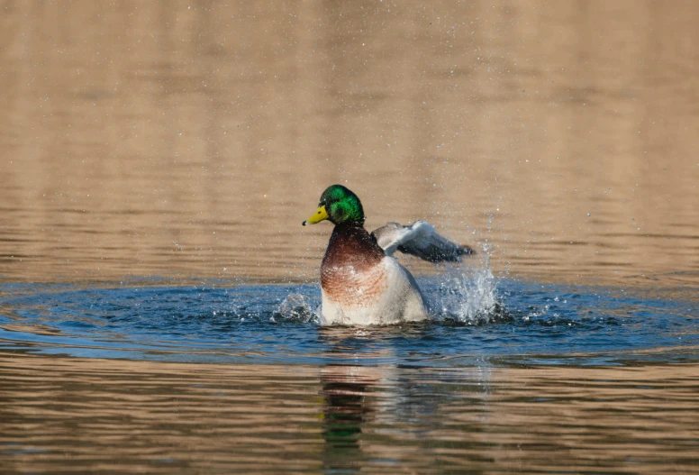 a large mallard with its wings spread out in the water