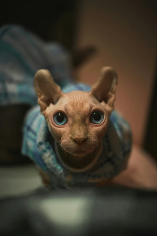 a hairless cat wearing an ugly sweater