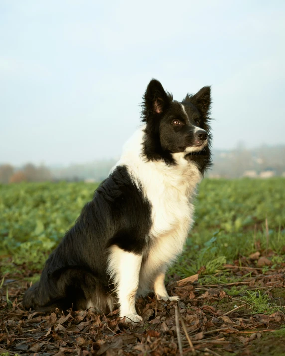 a dog that is sitting down in a field