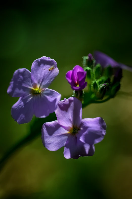 small purple flowers on the side of a leaf