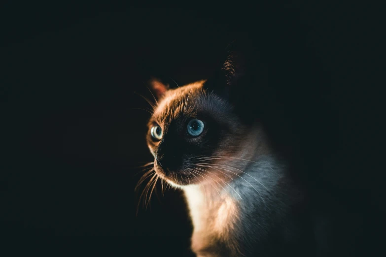 a siamese cat staring intently in the dark