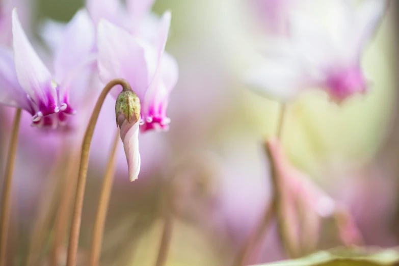 some pretty pink and white flowers in a garden