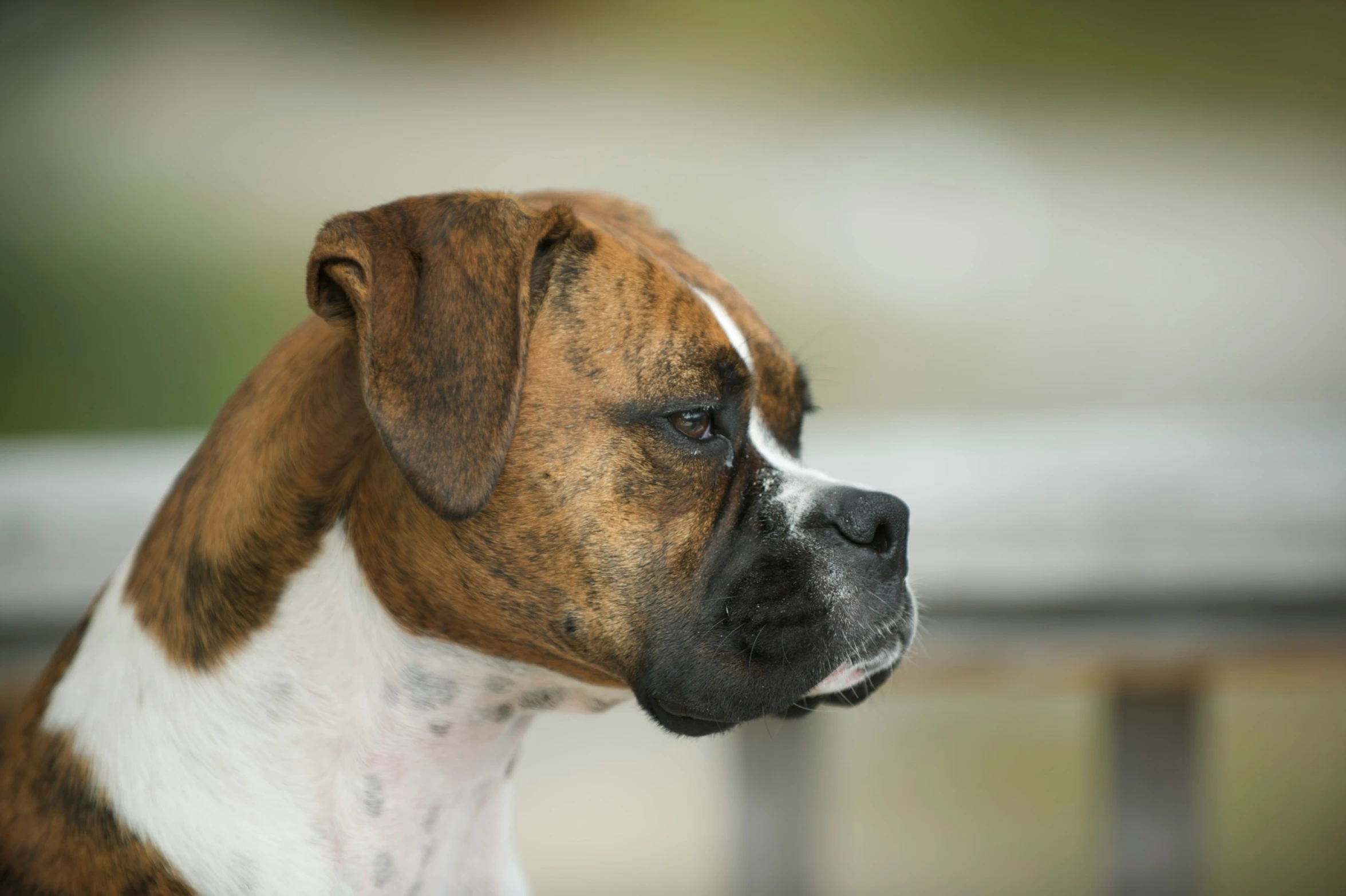 a small boxer dog sitting down looking at soing