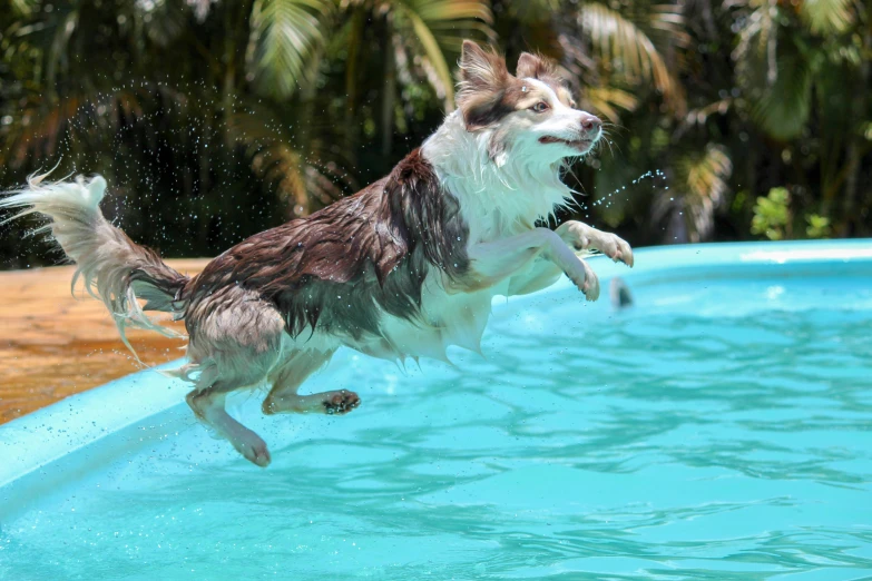 a dog jumping into the water off of a pool