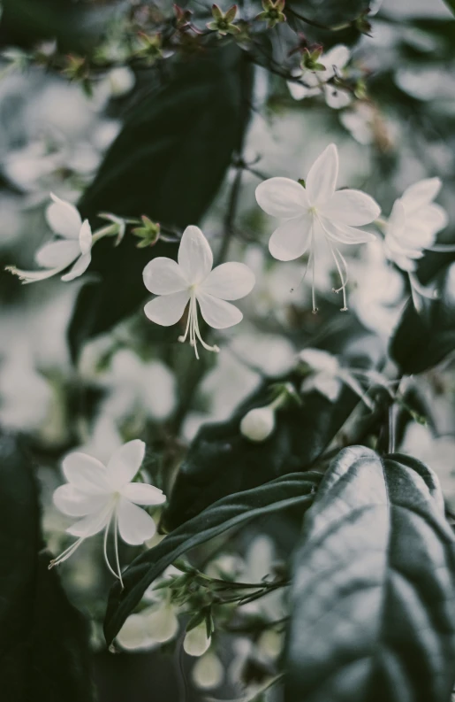 a close up s of some small white flowers