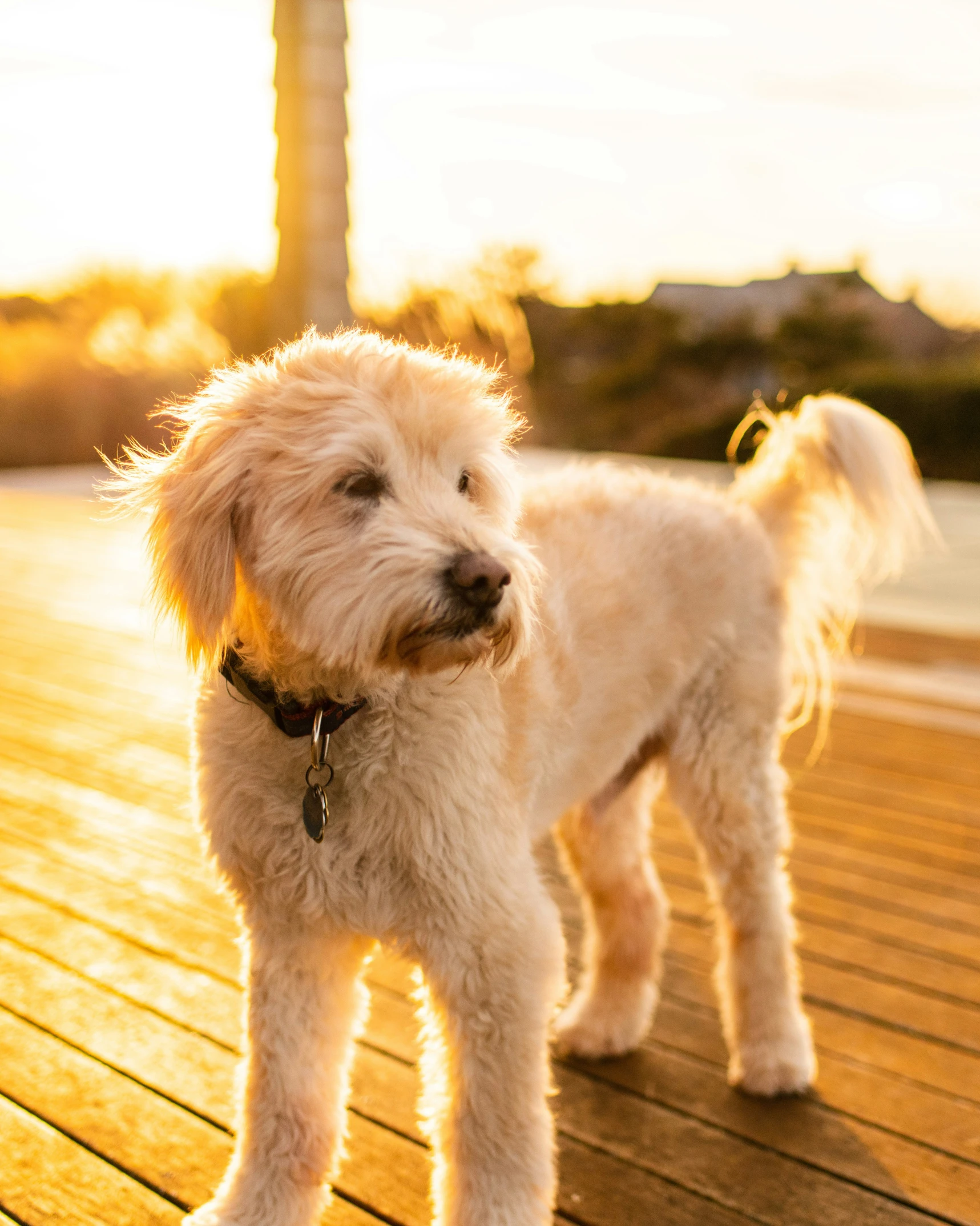 white dog standing on wooden deck in outdoor area
