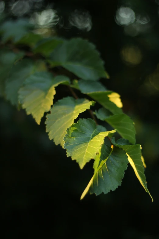 a leaf is shining green in the afternoon