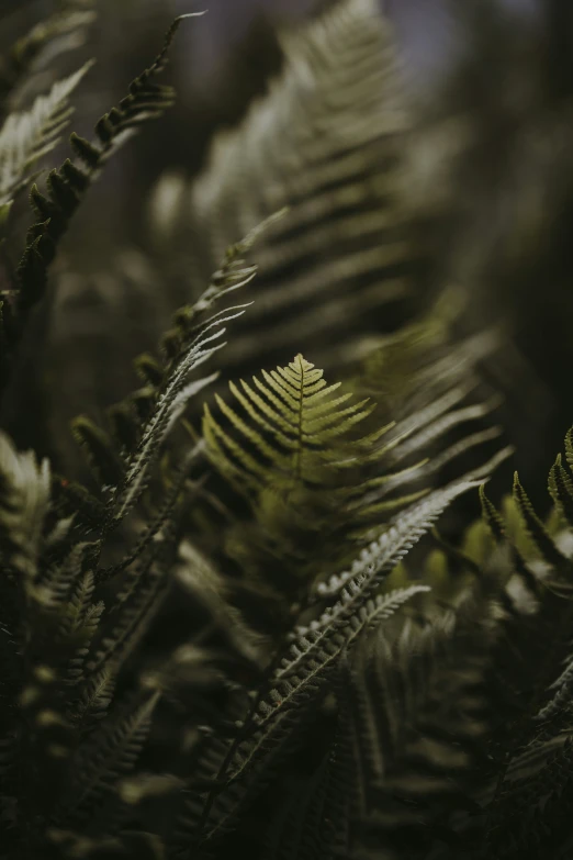 the leaves of this fern have been fronded up